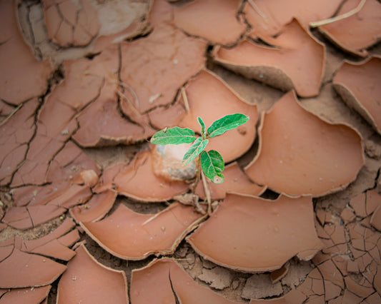 The Cultural and Sustainable Significance of Terracotta